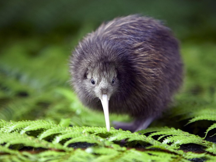 Disegno di Animale Kiwi da colorare