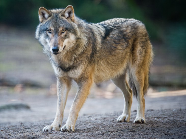 Loup rouge