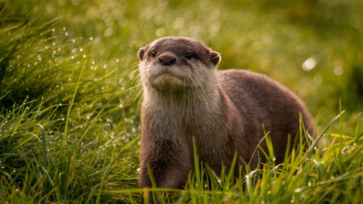 Loutre fond