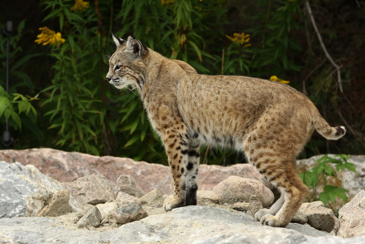 Disegno di Lince libera da colorare