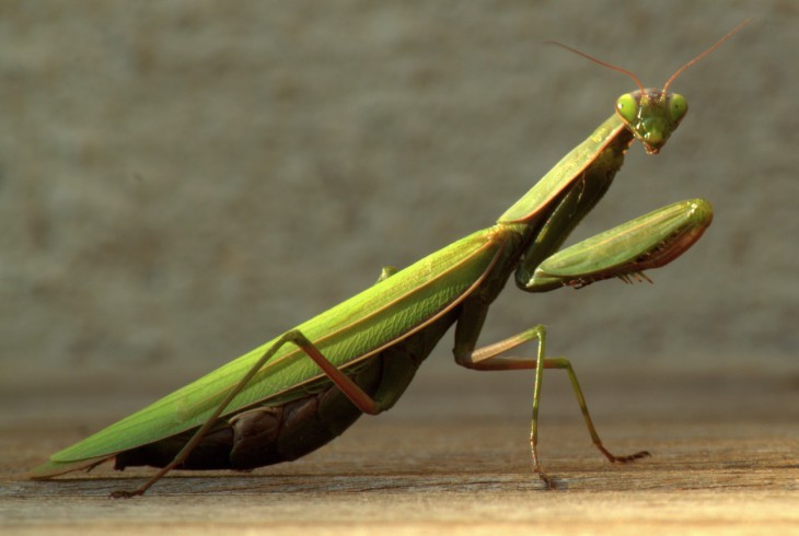 Praying Mantis