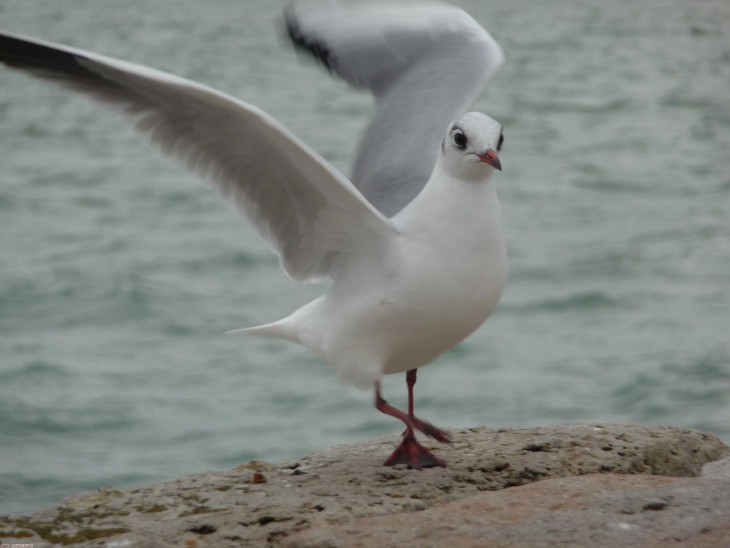 Mouette