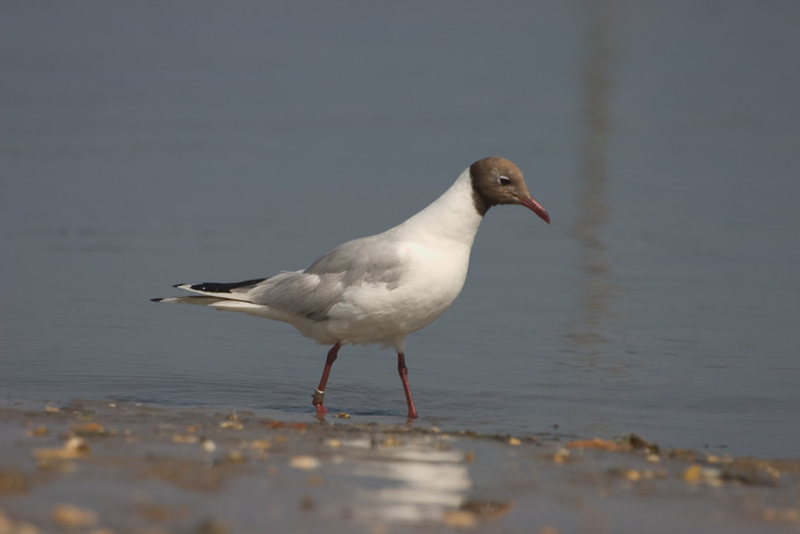 Mouette rieuse