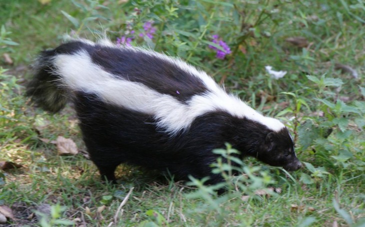 Skunk