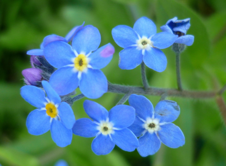 Forget Me Not