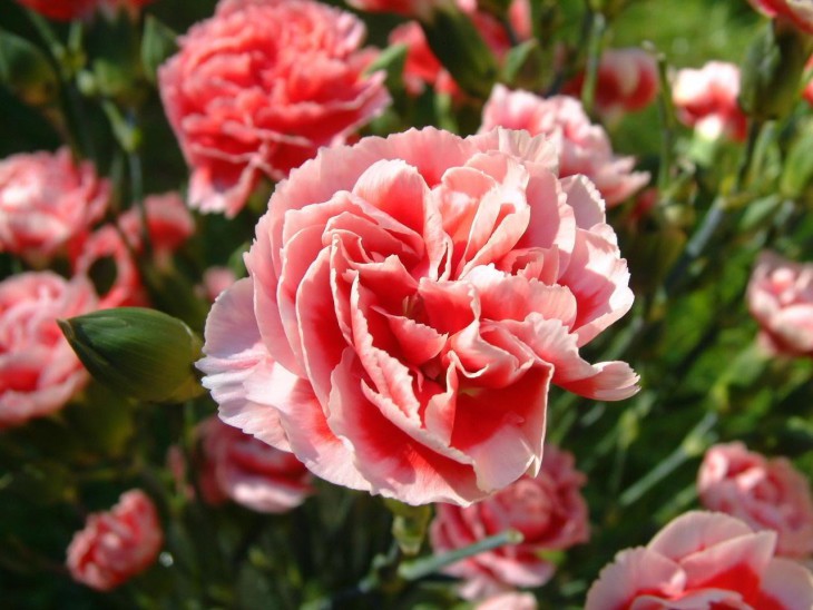 Carnation