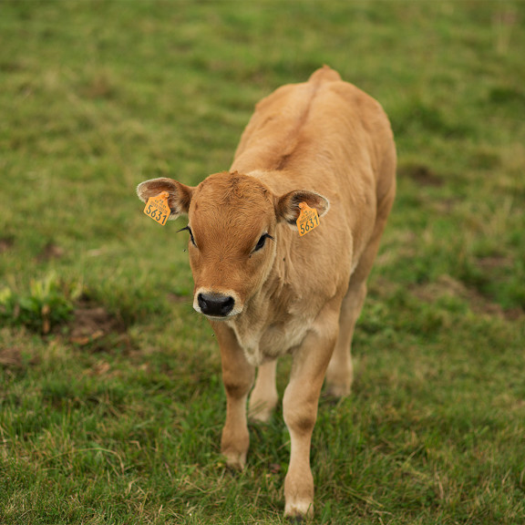 Calf drawing and