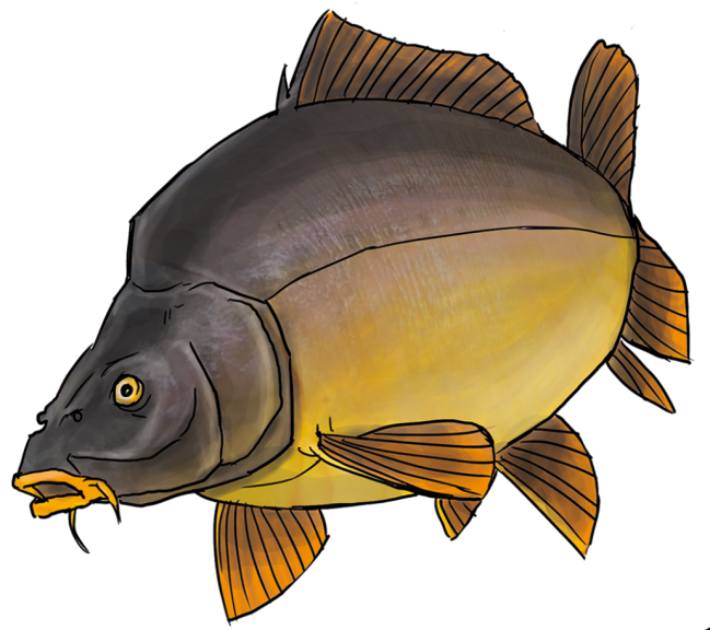 Disegno di Carpa Pesce da colorare