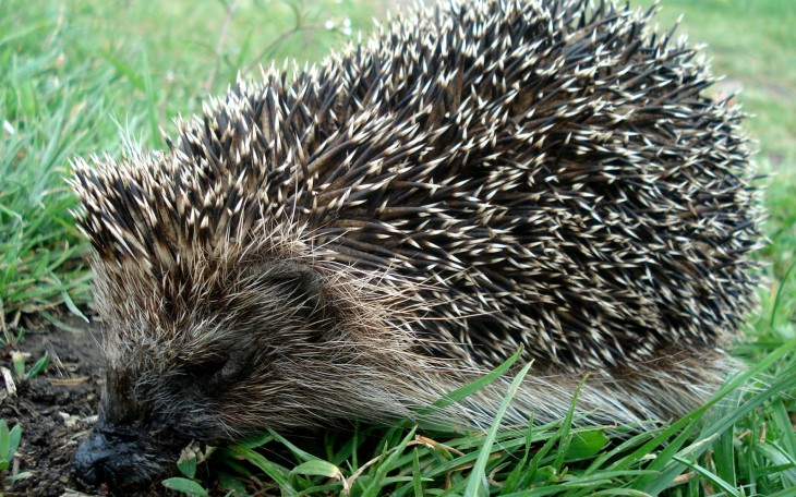 Porcupine