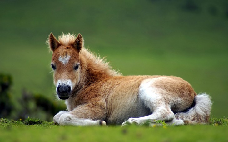 Foal