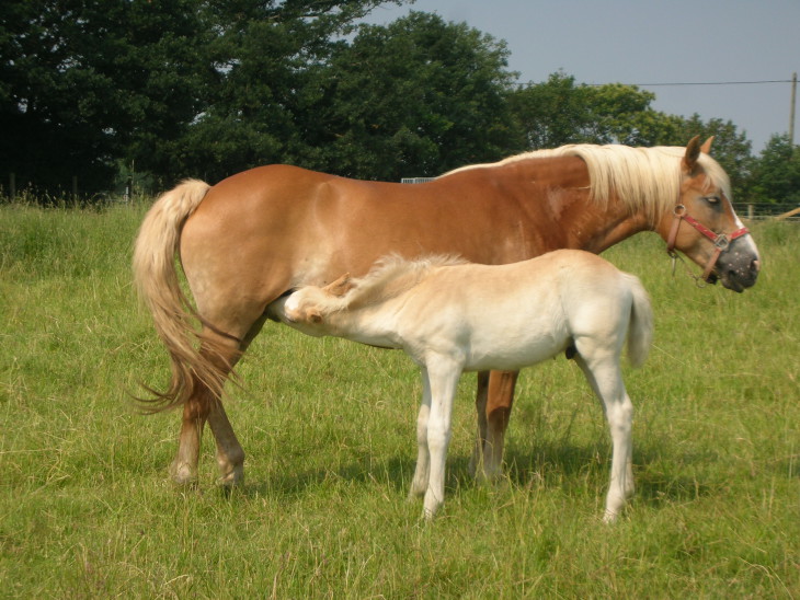 Foal And Mare