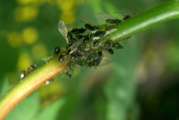 Aphid