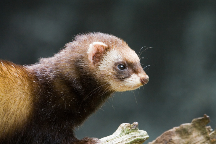 Polecat