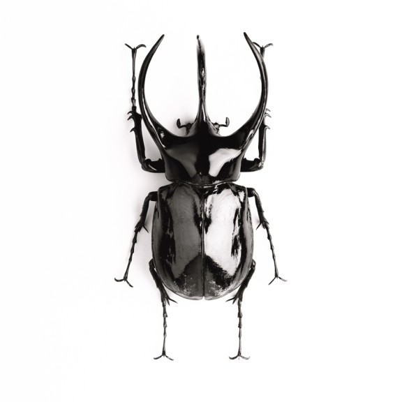 Beetle