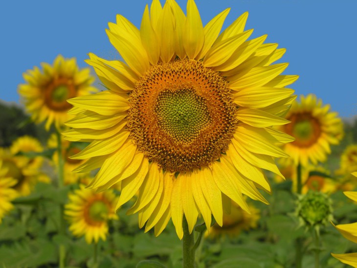 Sunflower