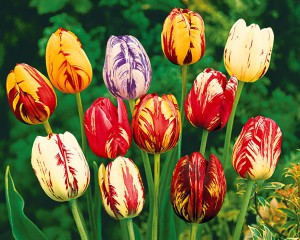 Tulip coloring page - free printable coloring pages on coloori.com