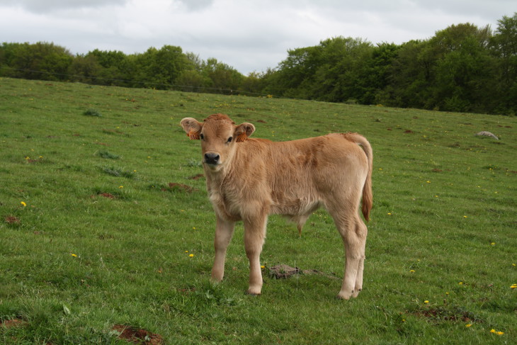 Calf