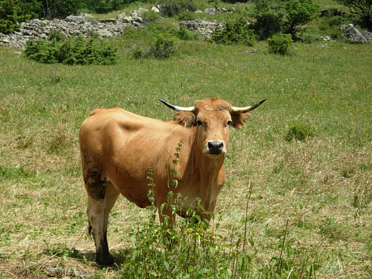 Veau fond