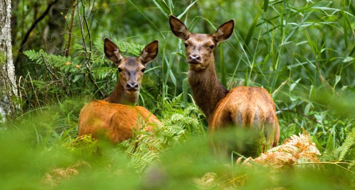 Animaux foret