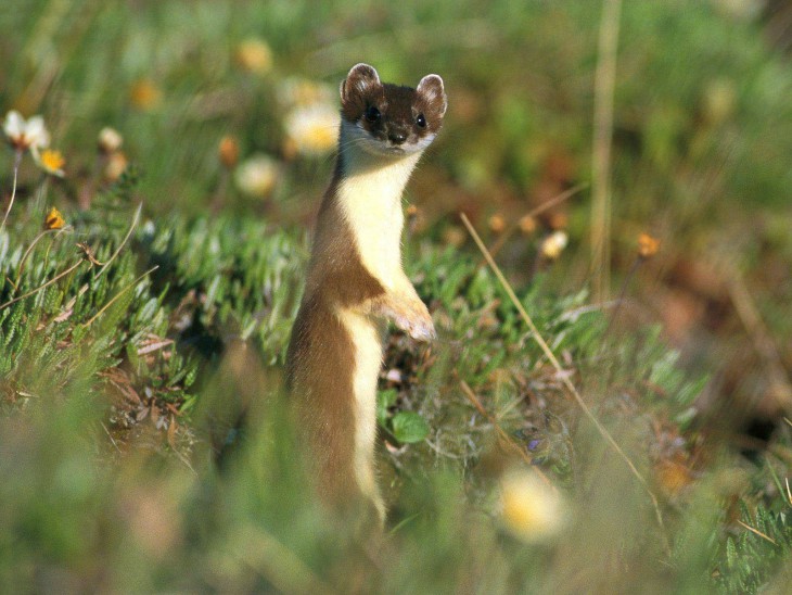 Weasel