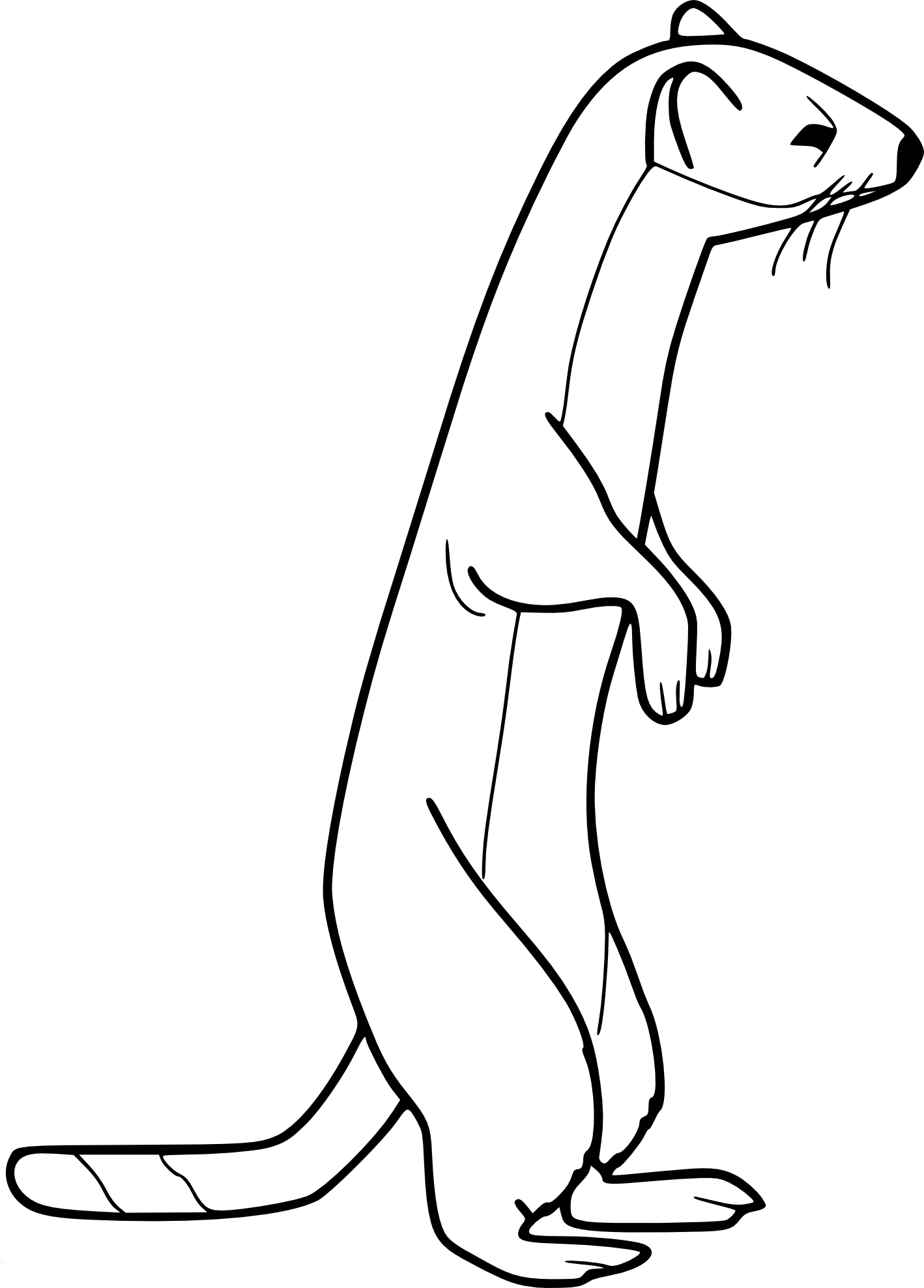 Weasel drawing and coloring page
