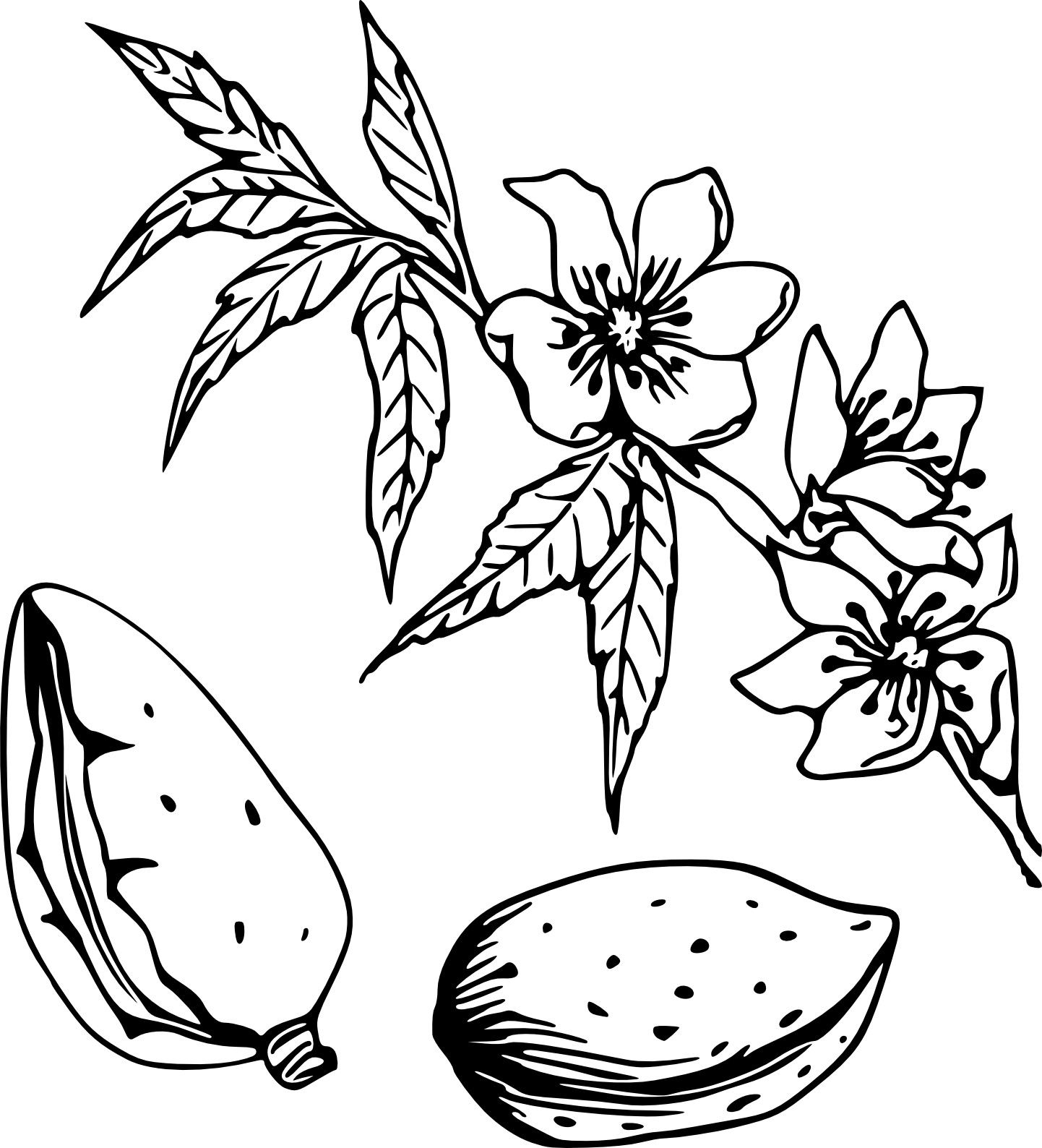 Almond coloring page