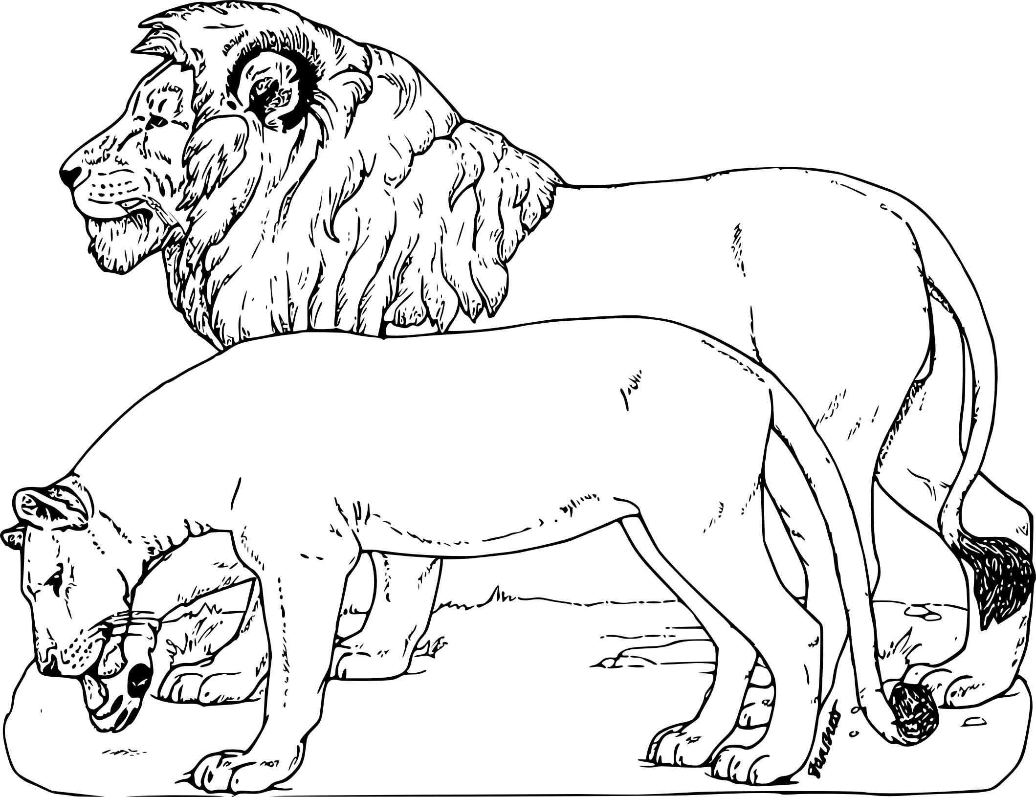 Coloriage Animaux sauvages lion à imprimer