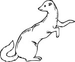 Weasel coloring page