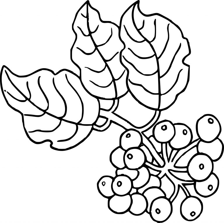 Currant coloring page