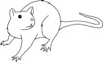 Rat drawing and coloring page