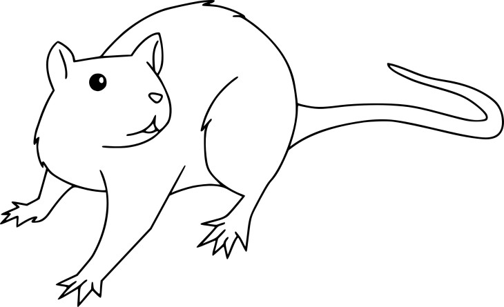 Rat drawing and coloring page