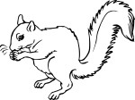 Squirrel drawing and coloring page