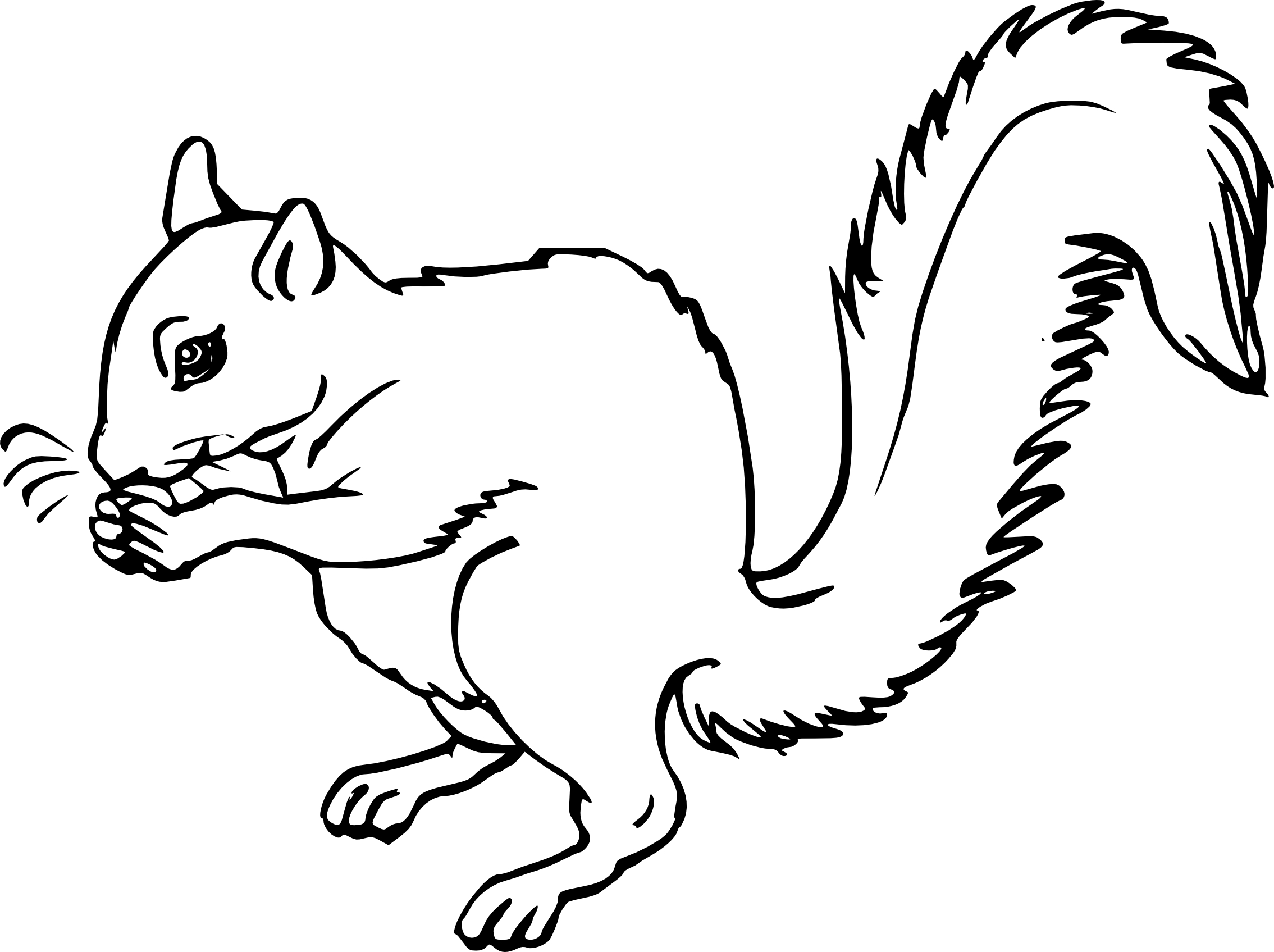 Squirrel drawing and coloring page