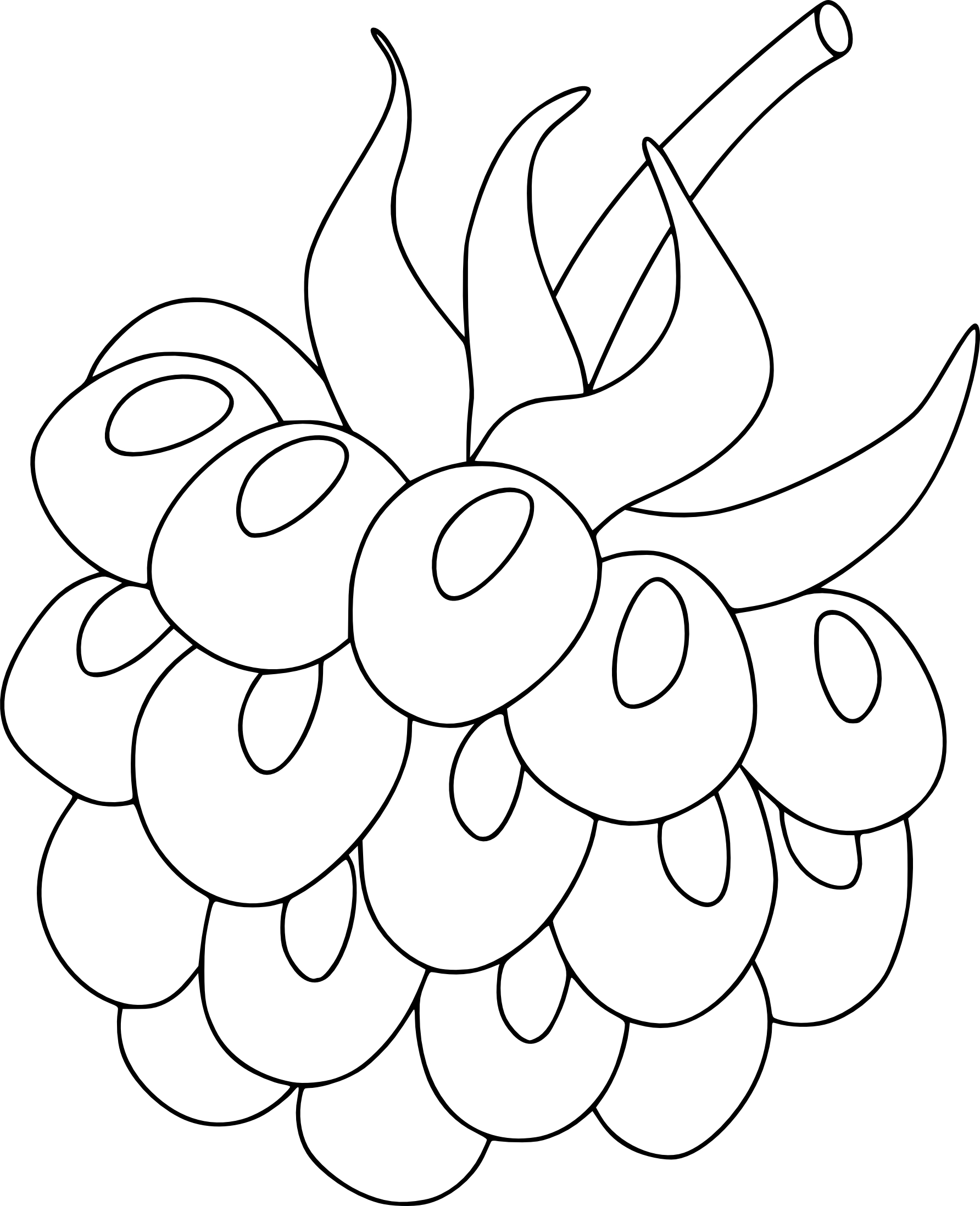 Raspberry drawing and coloring page