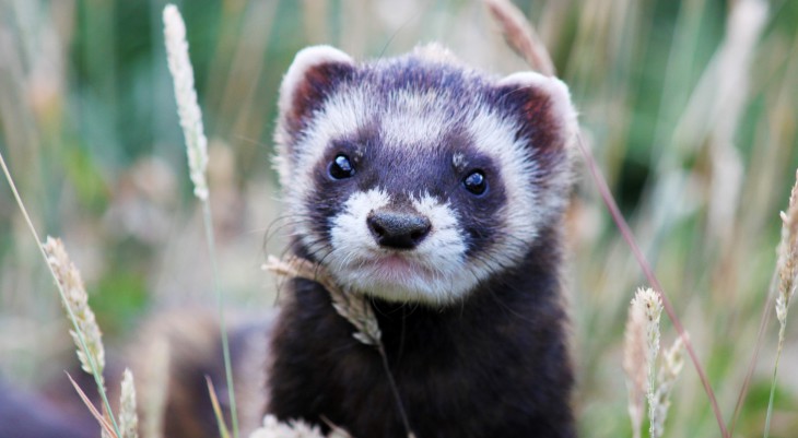 Furet