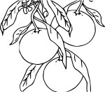 Mandarin drawing and coloring page