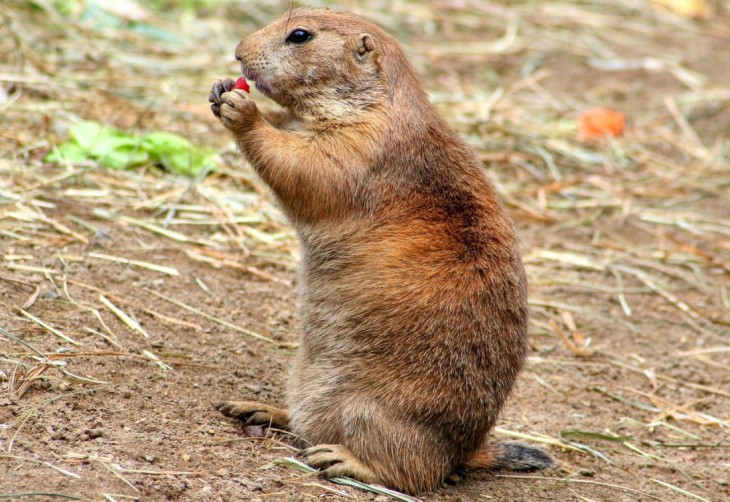 Disegno di Marmotta da colorare