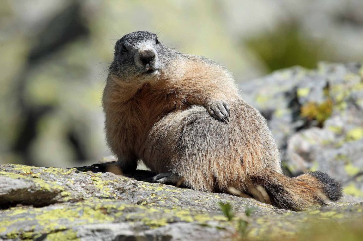 Disegno di Disegno della marmotta e da colorare