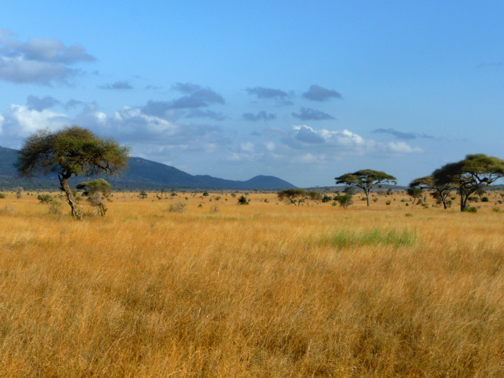 Disegno di Paesaggio della Savana da colorare