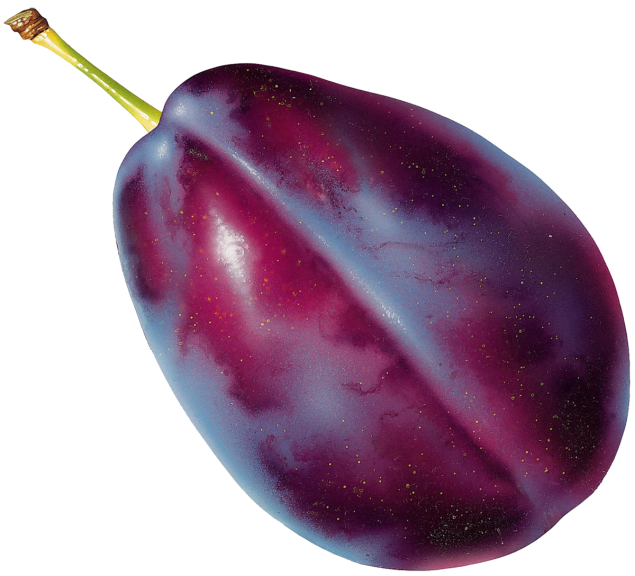 Plum