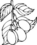 Plum drawing and coloring page