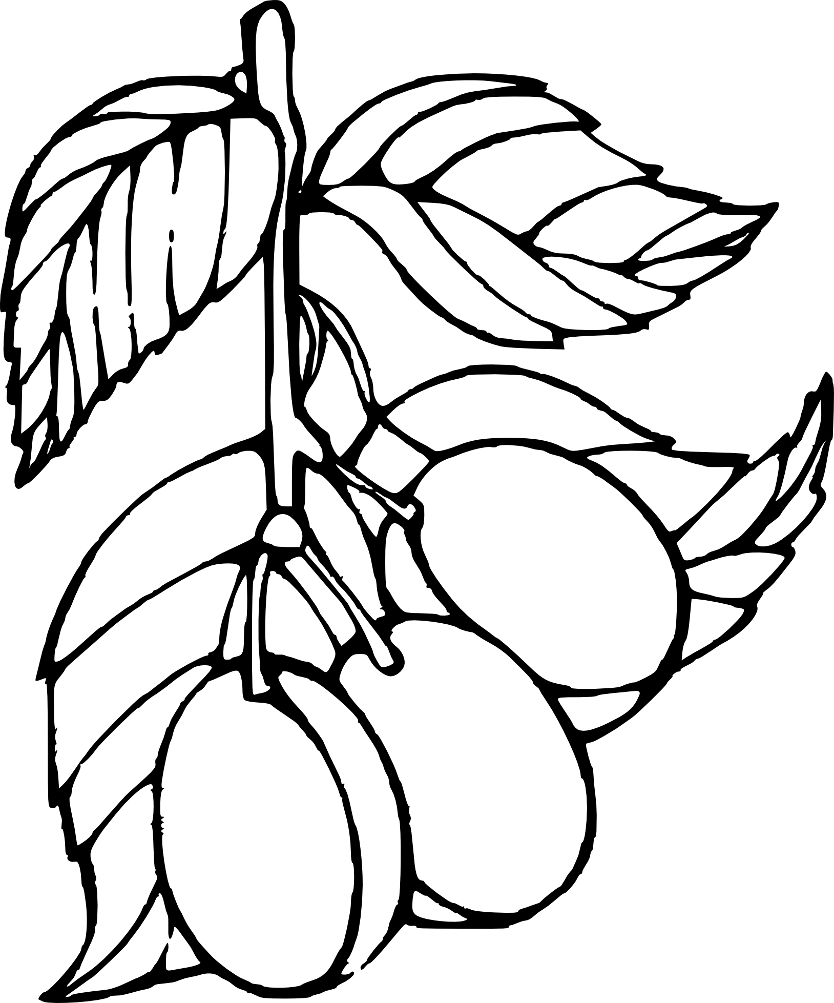 Plum drawing and coloring page