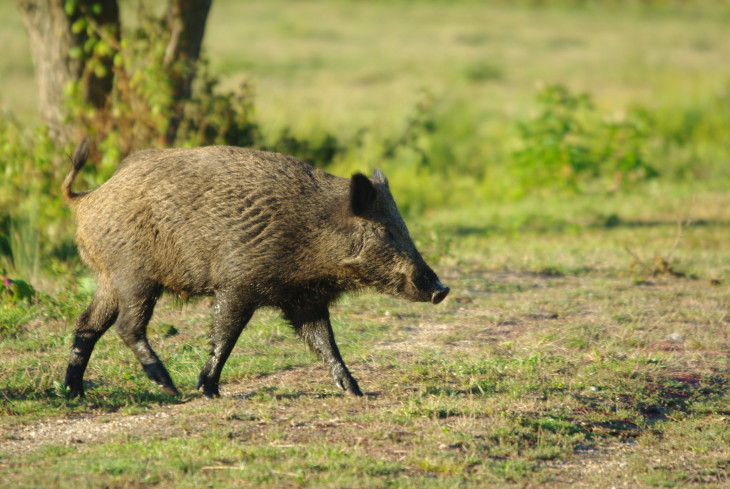 Boar drawing and