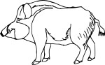 Boar drawing and coloring page