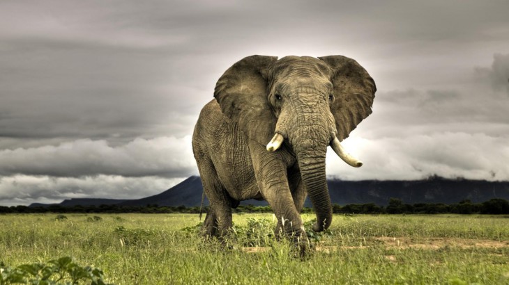 Elephant fond