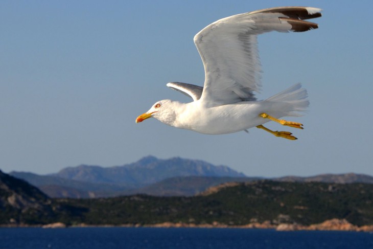 Oiseau Goeland