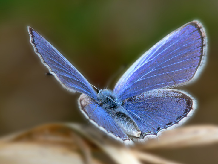 Papillon bleu