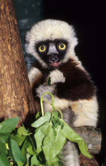 Zoboomafoo