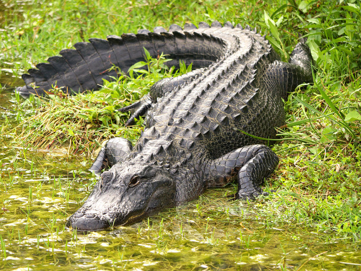 Alligator fond