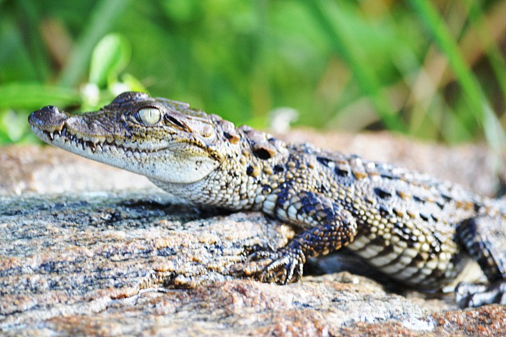 Bebe crocodile